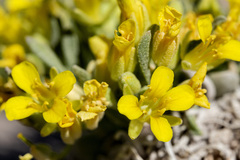 Physaria reediana
