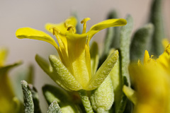 Physaria reediana