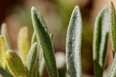 Physaria reediana