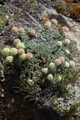 Eriogonum kingii