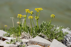 Cymopterus sessiliflorus
