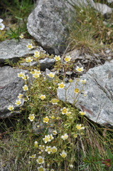 Saxifraga aspera