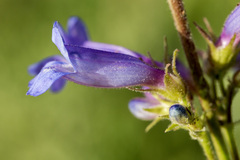 Penstemon radicosus