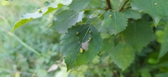 Harmandiola globuli