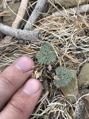 Cymopterus cinerarius