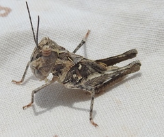 Psinidiini