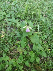 Campanula trachelium