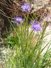 Phyteuma hemisphaericum