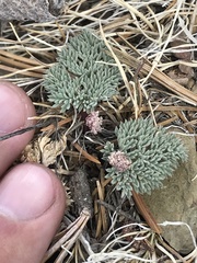 Cymopterus cinerarius