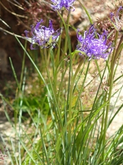 Phyteuma hemisphaericum