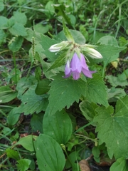 Campanula trachelium