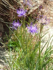 Phyteuma hemisphaericum