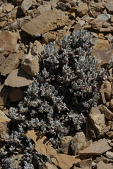 Eriogonum lewisii