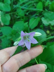 Campanula trachelium