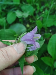 Campanula trachelium