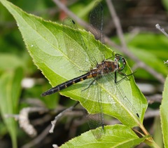 Dorocordulia lepida