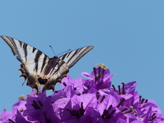 Iphiclides feisthamelii