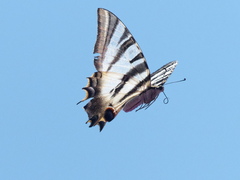 Iphiclides feisthamelii
