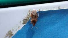 Chilacis typhae