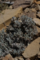 Eriogonum lewisii