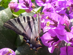 Iphiclides feisthamelii