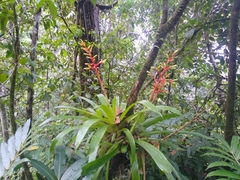 Guzmania scherzeriana
