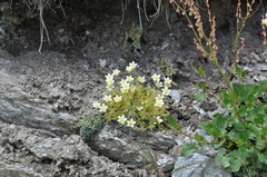 Saxifraga aspera