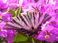 Iphiclides feisthamelii