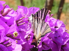 Iphiclides feisthamelii