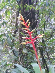 Guzmania scherzeriana