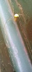 Enoplognatha ovata