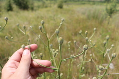 Crepis pannonica