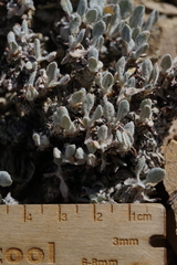 Eriogonum lewisii