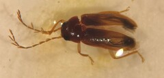 Ptilodactyla serricollis