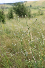 Crepis pannonica