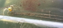 Enoplognatha ovata