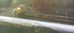 Enoplognatha ovata