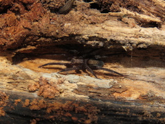Asthenoctenus borellii
