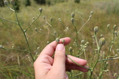 Crepis pannonica