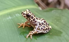 Dendropsophus triangulum