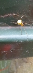 Enoplognatha ovata