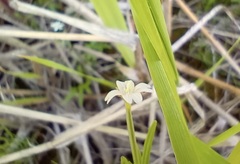 Epilobium lactiflorum