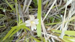 Epilobium lactiflorum