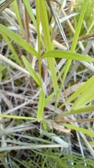 Epilobium lactiflorum