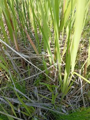 Epilobium lactiflorum