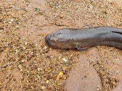 Protopterus annectens