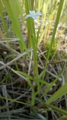 Epilobium lactiflorum