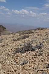 Eriogonum lewisii