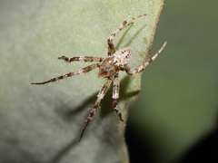 Pararaneus cyrtoscapus
