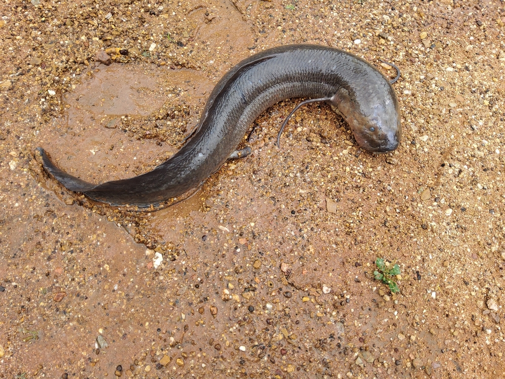 West-Afrikaanse longvis (Protopterus annectens) — Protopteridae